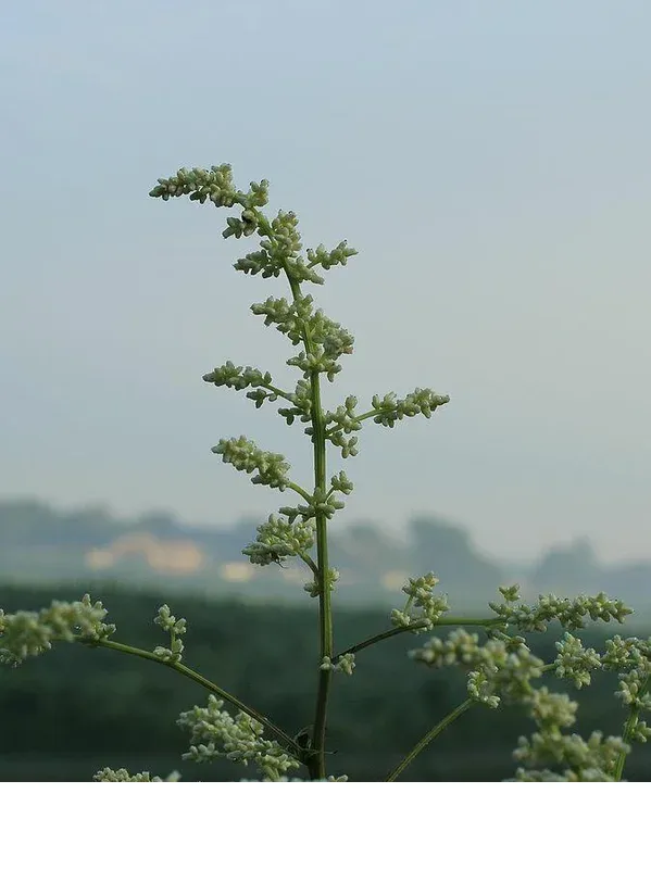 shireplants4401885