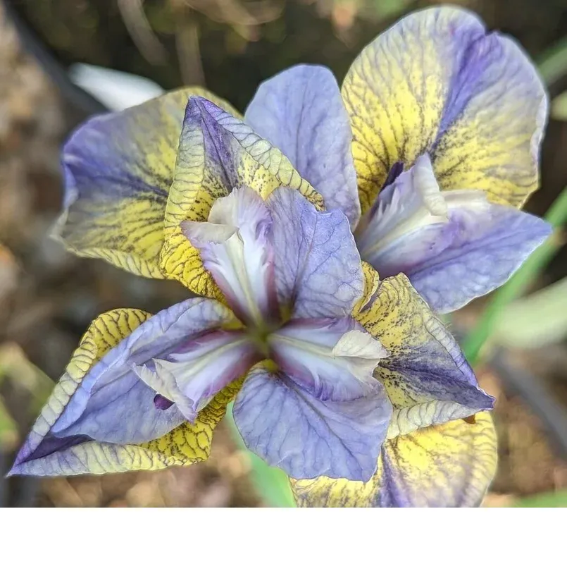 shireplants4402007
