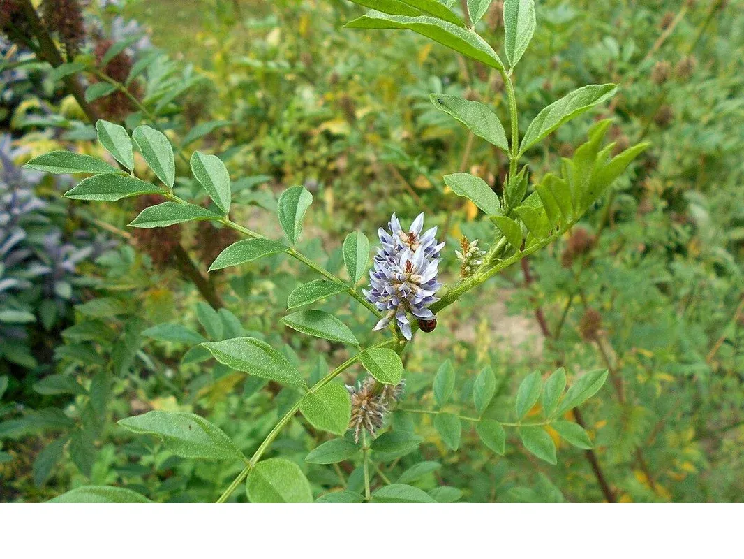 shireplants4402020