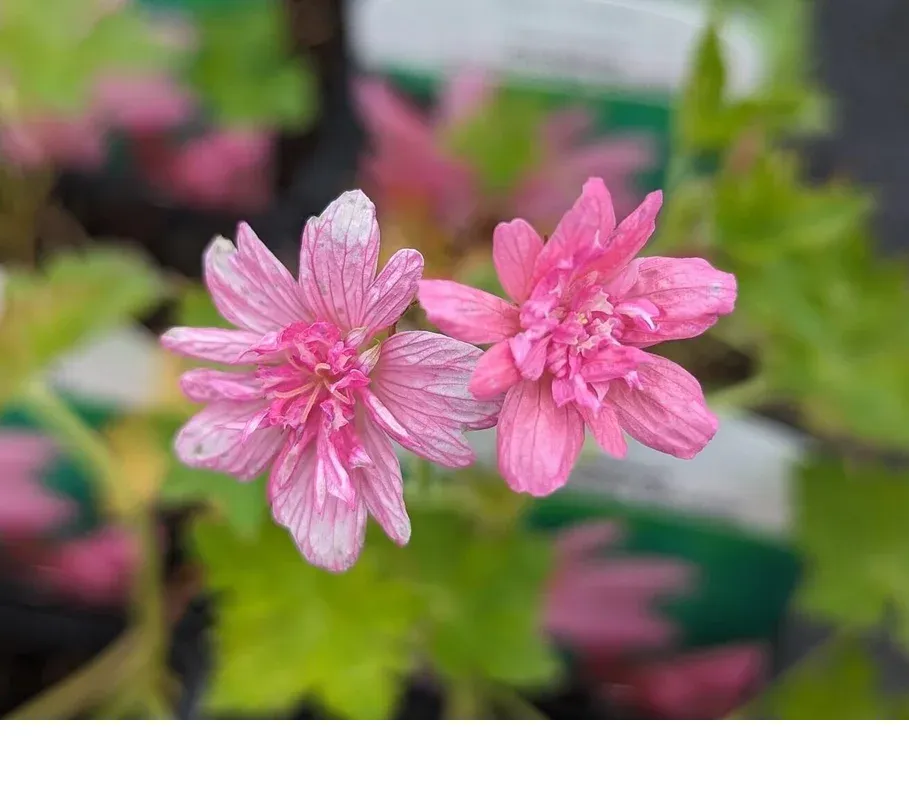 shireplants4402048