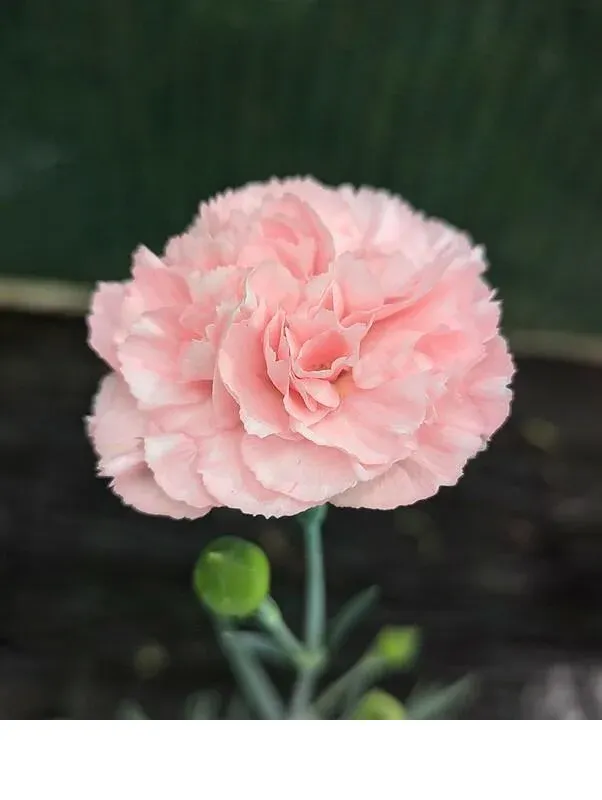 shireplants4402090