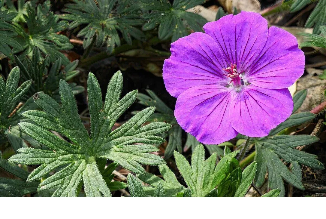 shireplants4402163