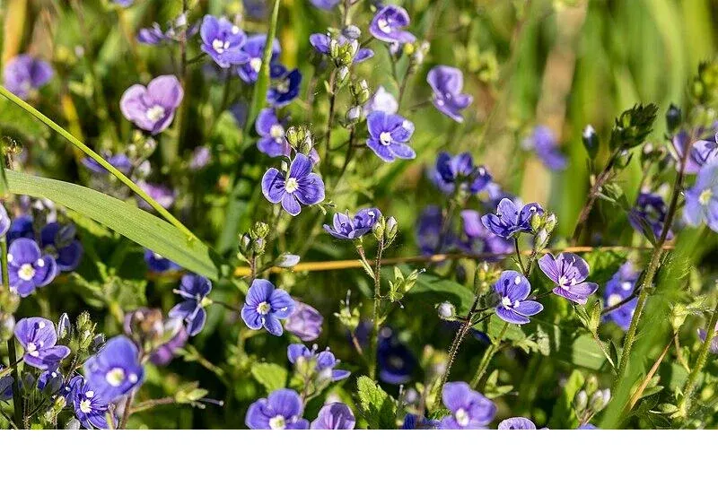 shireplants4402280