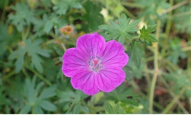 shireplants4402312