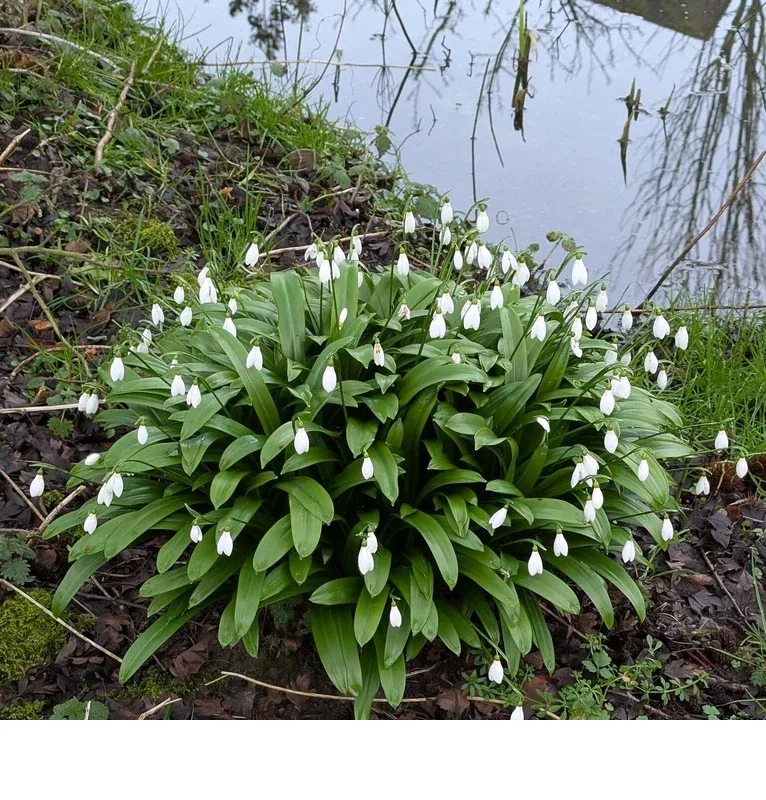 shireplants4402573
