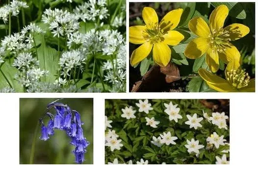 shireplants4402591