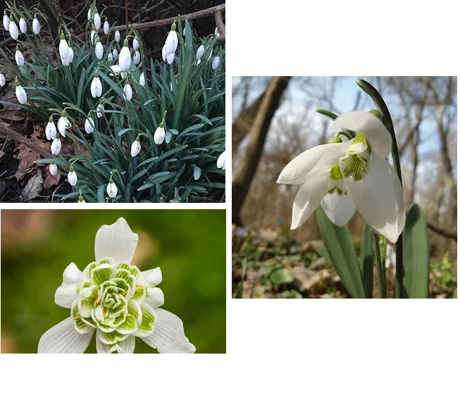 shireplants4402662