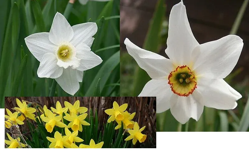 shireplants4402719