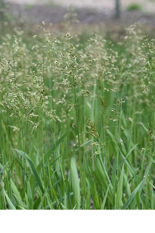 shireplants4402926