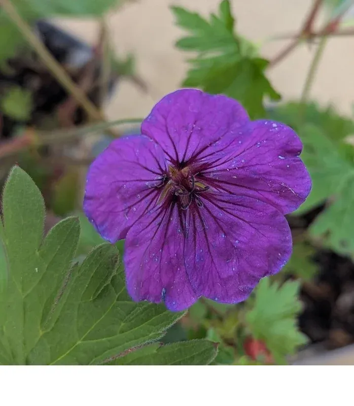 shireplants4403005