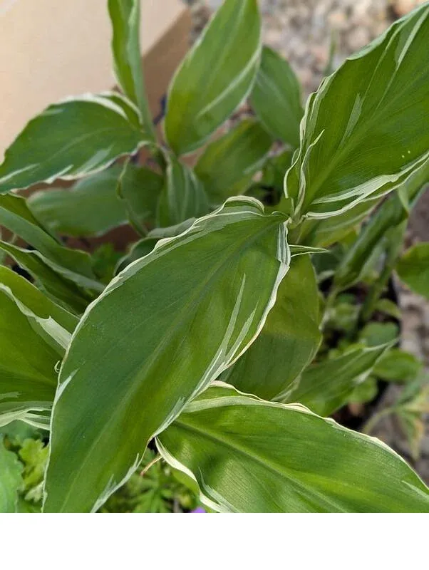 shireplants4403072