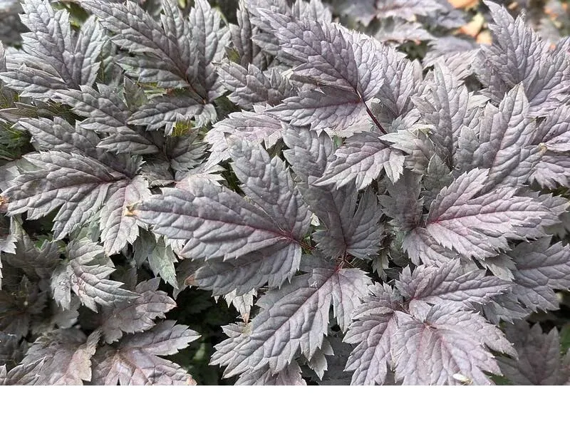 shireplants4403147