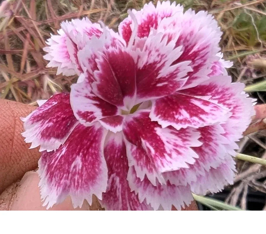 shireplants4403192