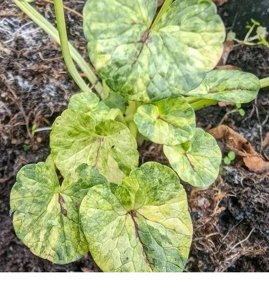 shireplants4403303