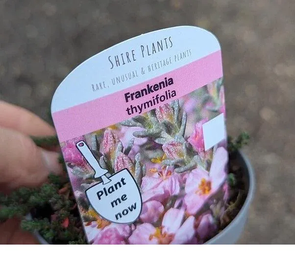 shireplants4403473