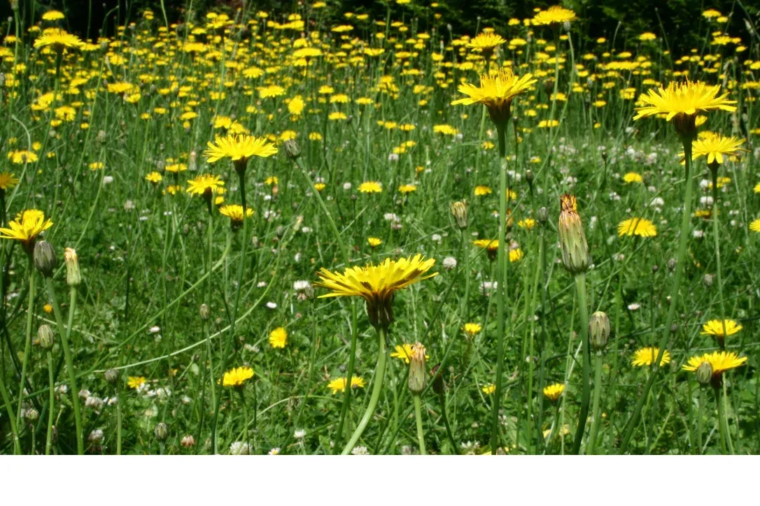 shireplants4403566
