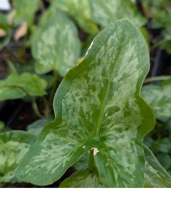 shireplants4403639