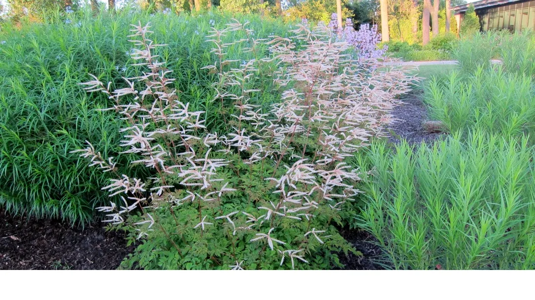 shireplants4403691