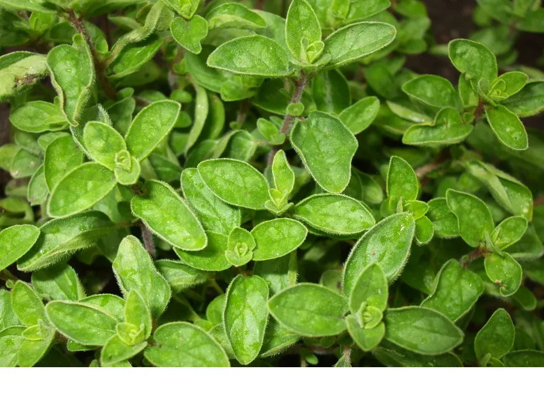 shireplants4403721