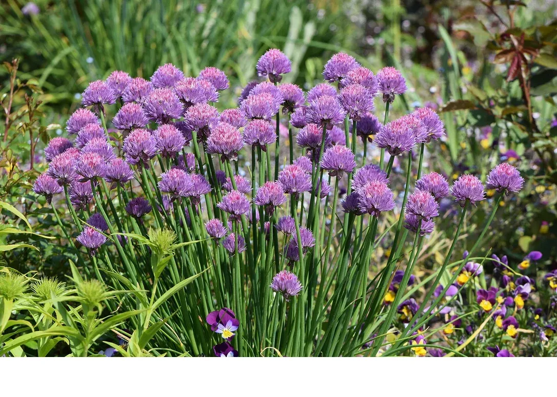 shireplants4403811