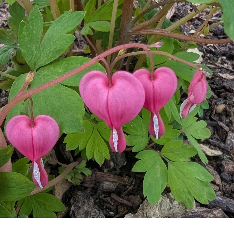 shireplants4403877