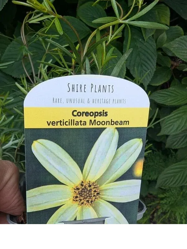 shireplants4404113
