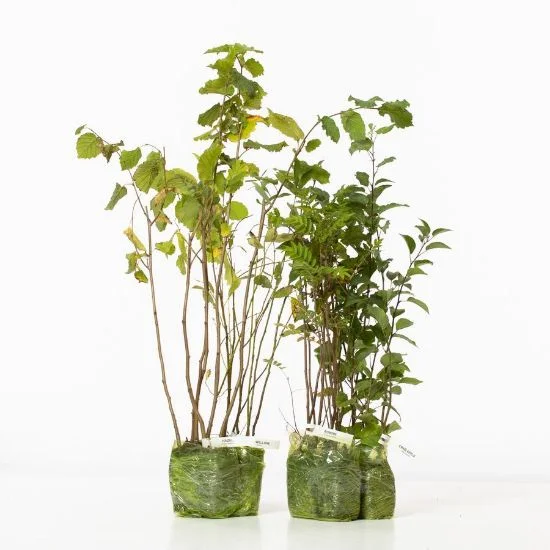 shop.woodlandtrust2977281