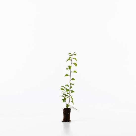 shop.woodlandtrust2977301