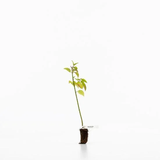 shop.woodlandtrust2977317