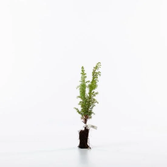 shop.woodlandtrust2977336