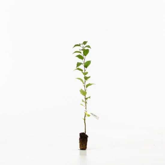 shop.woodlandtrust2977355