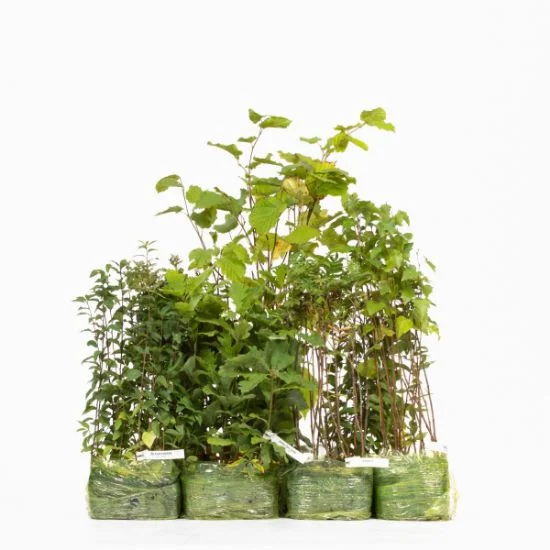 shop.woodlandtrust2977382