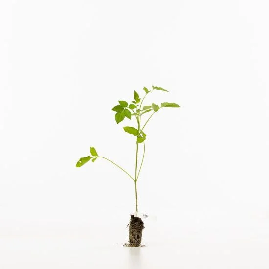 shop.woodlandtrust2977395