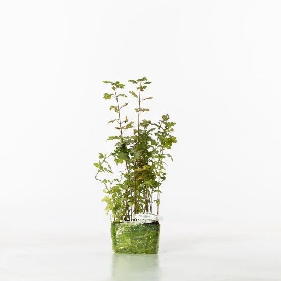 shop.woodlandtrust2977440