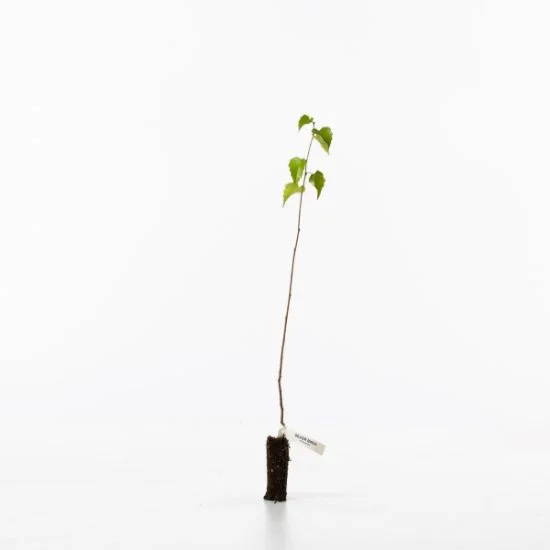 shop.woodlandtrust2977463