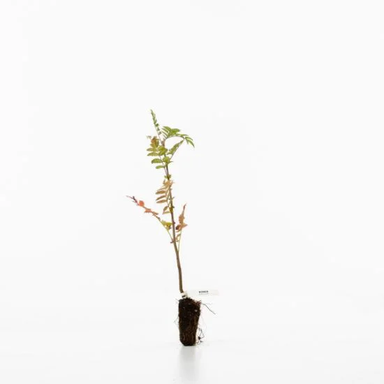 shop.woodlandtrust2977493