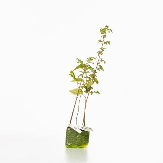 shop.woodlandtrust2977529