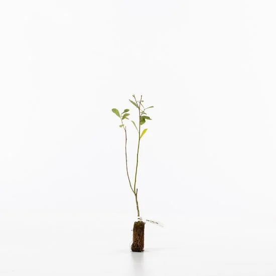 shop.woodlandtrust2977551