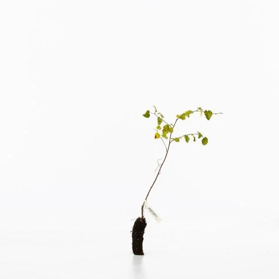 shop.woodlandtrust2977568