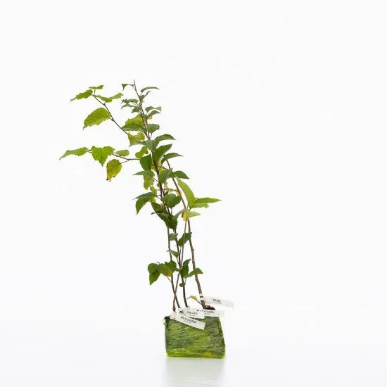 shop.woodlandtrust2977595
