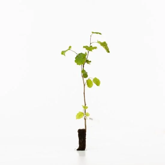 shop.woodlandtrust2977621