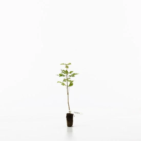 shop.woodlandtrust2977642