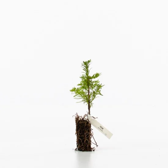 shop.woodlandtrust2977699