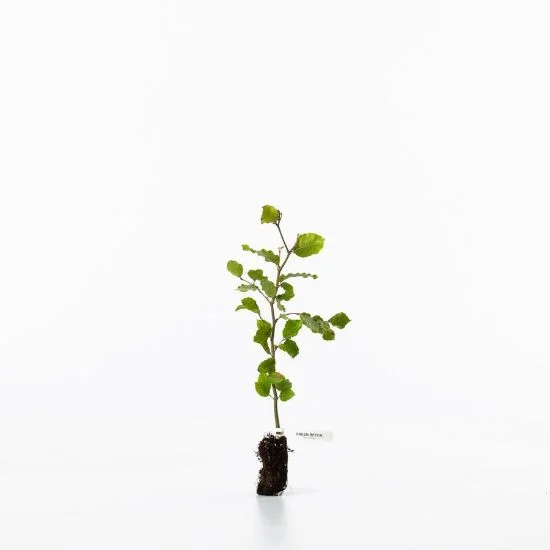 shop.woodlandtrust2977718
