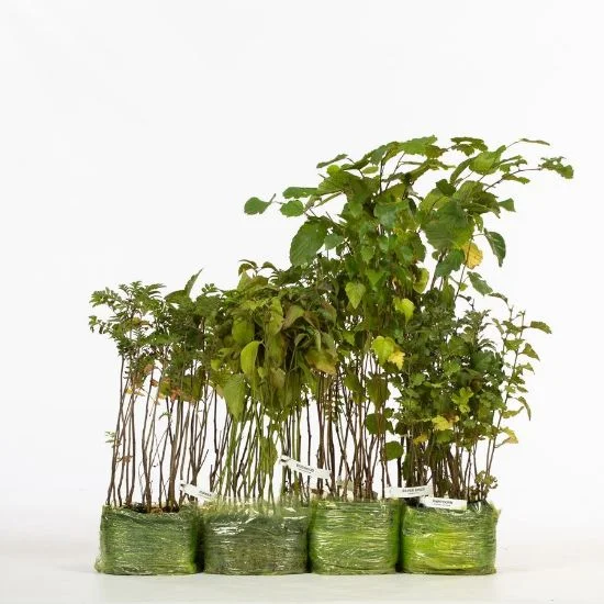 shop.woodlandtrust2977758