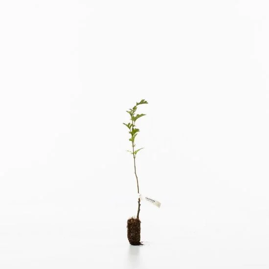 shop.woodlandtrust2977779