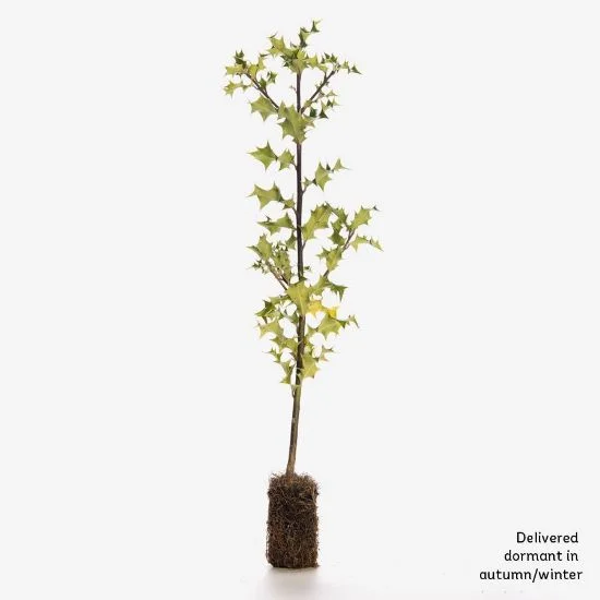 shop.woodlandtrust2977794