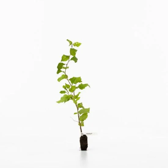 shop.woodlandtrust2977857