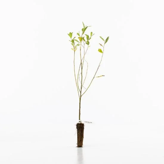 shop.woodlandtrust2977875
