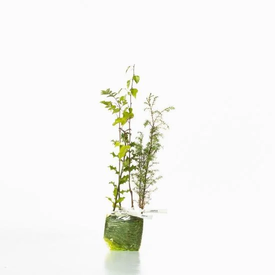 shop.woodlandtrust2977896